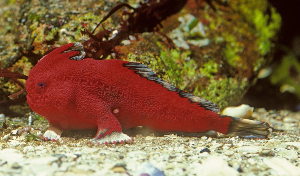 Peces con manos, animales muy frágiles. Red_Handfish-by-CSIRO
