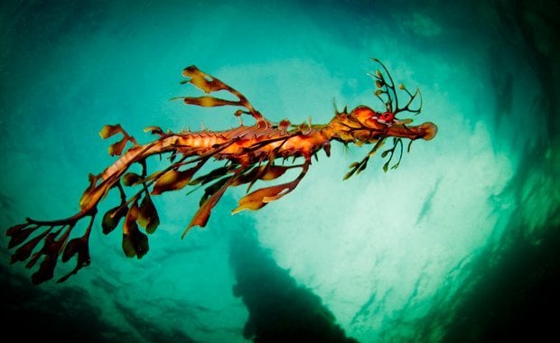 The Mysterious World Of Seadragons Australian Geographic