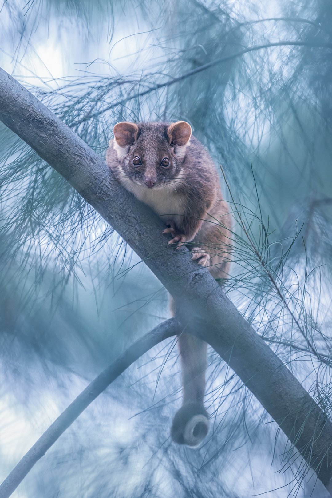 Hello possum! Australian Geographic