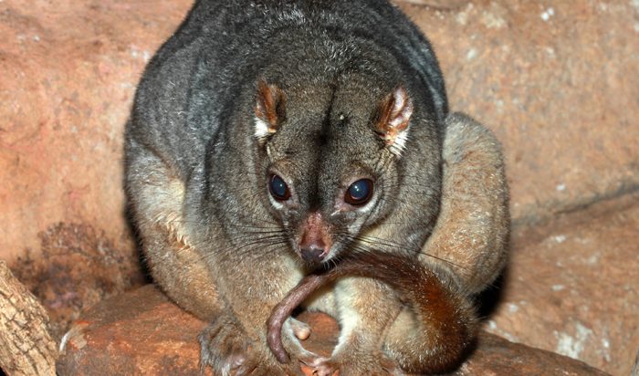 The possum that hugs Australian Geographic