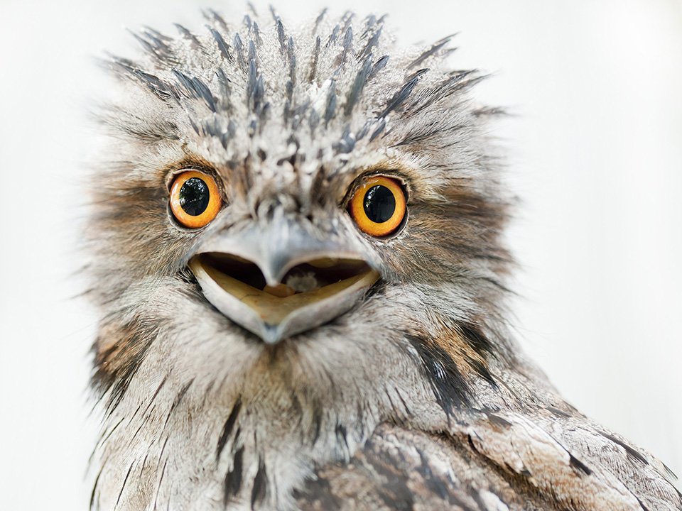 Feathered heads portraits of native Australian birds Australian Geographic