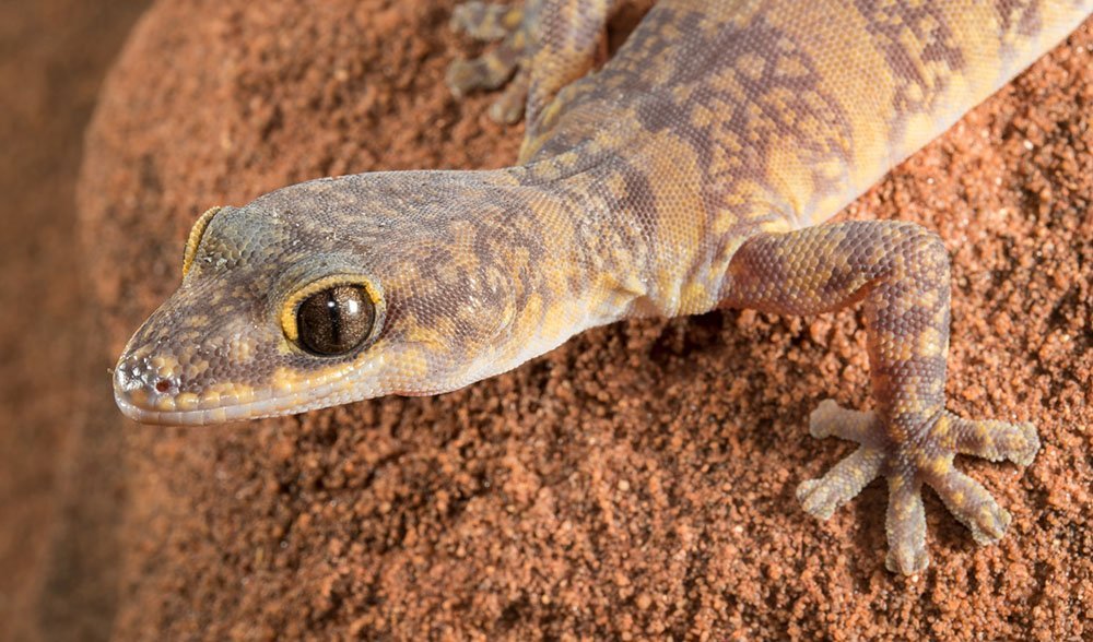 Image result for australian gecko