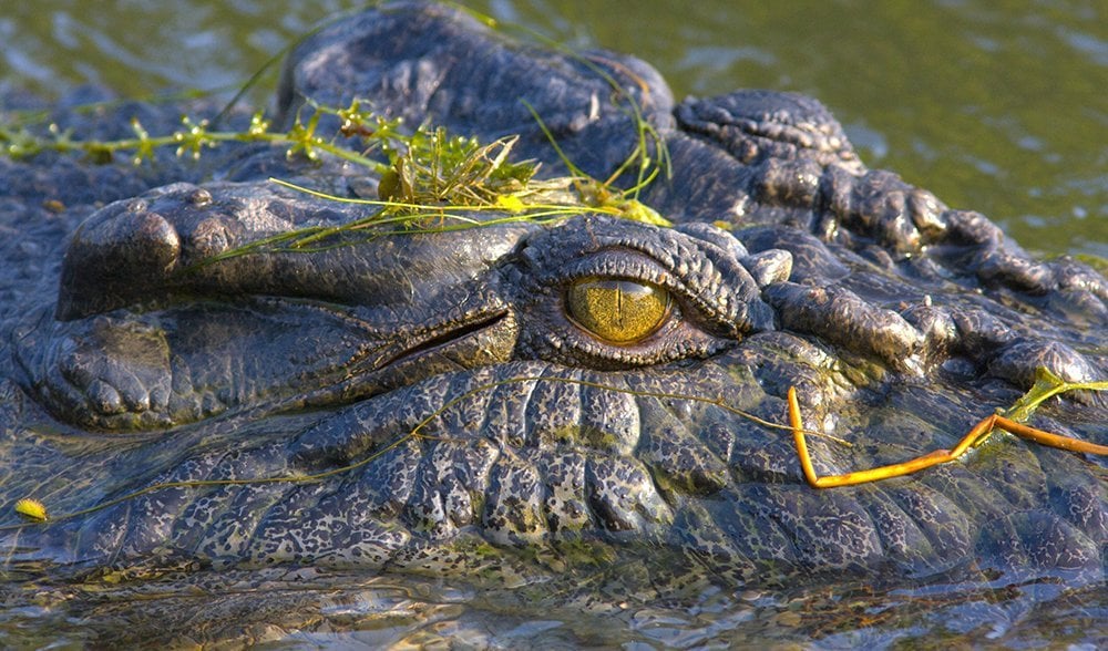 show me a picture of a saltwater crocodile