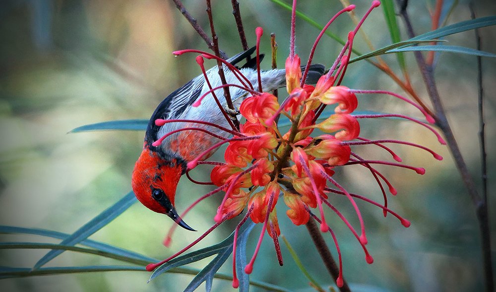 Gallery Bird beauties of SE Queensland Australian Geographic