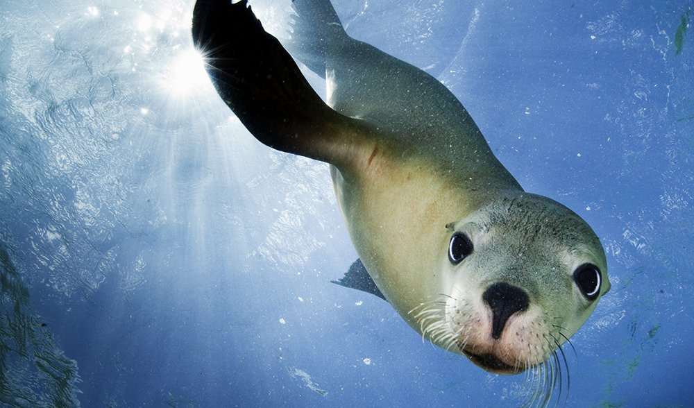 Sea-Lion-fundraiser.jpg