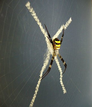 Spiders' web-making secrets unraveled