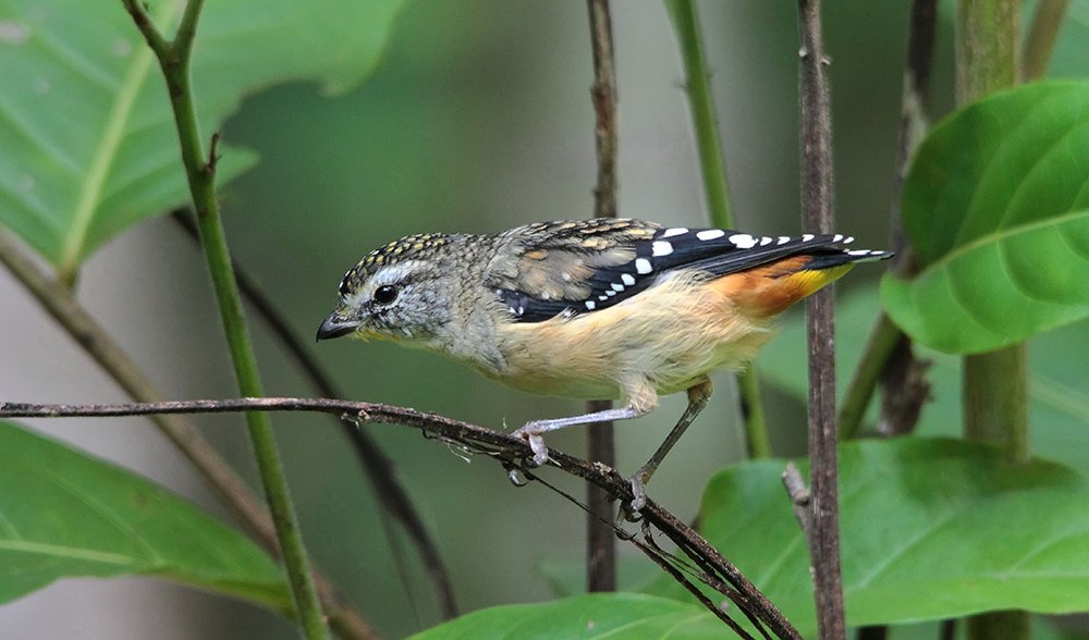Gallery Bird beauties of SE Queensland Australian Geographic