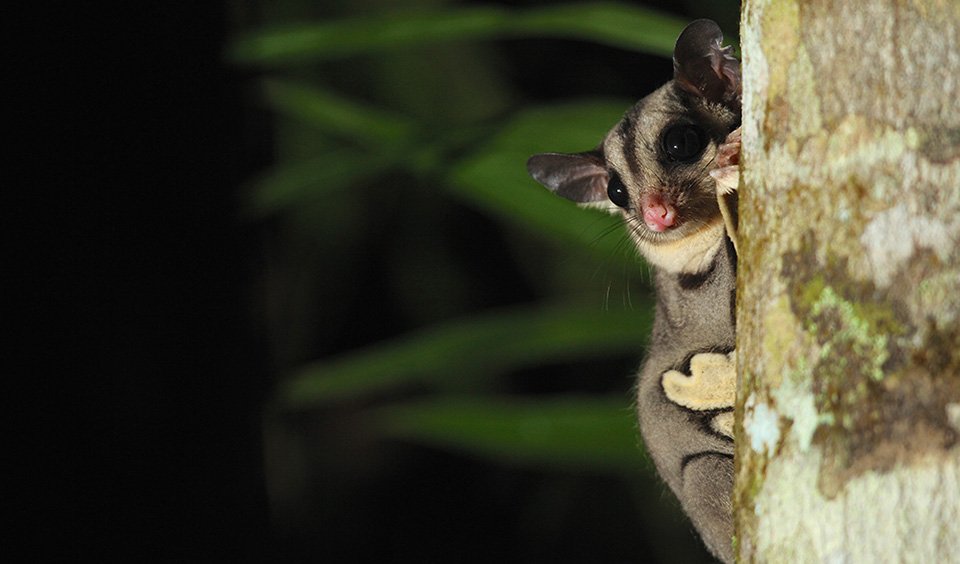 Island sugar gliders cheap