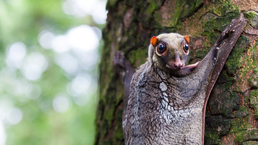 The Sunda flying lemur not what it seems - Australian Geographic