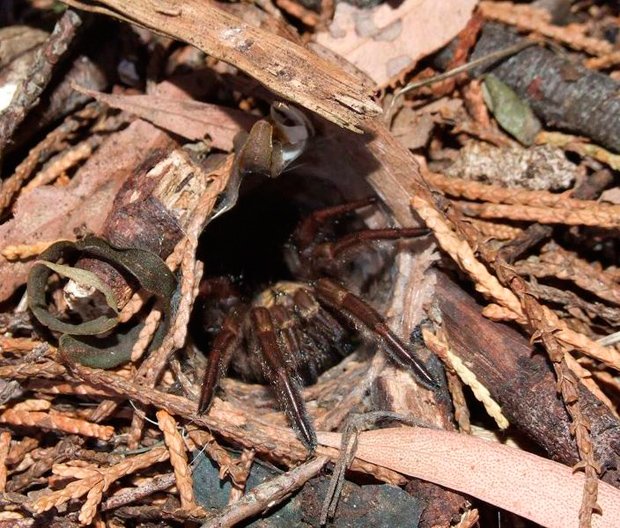 Spider Spotlight: Jumping Spiders - Drive-Bye Pest Exterminators