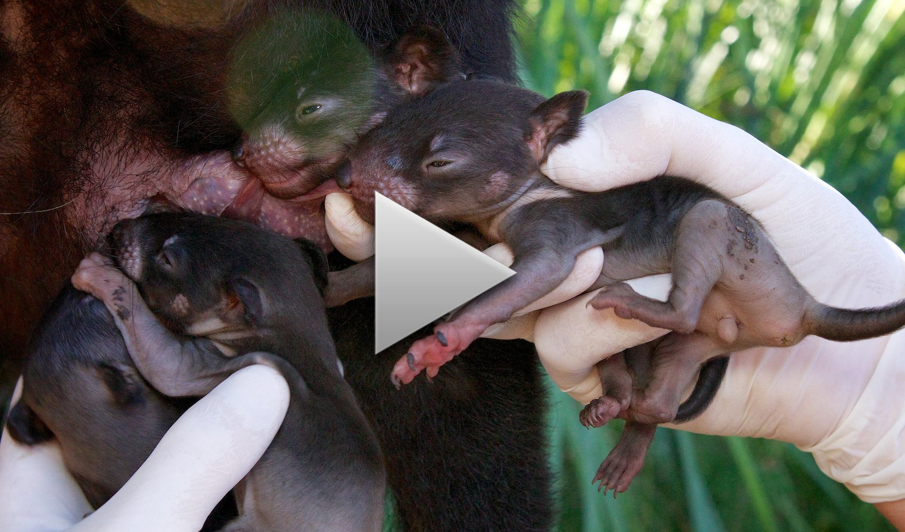 tasmanian devil newborn