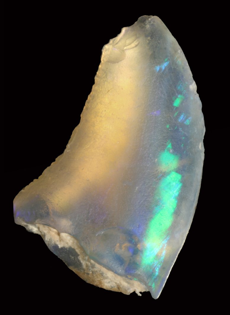 Lightning Ridge opalised fossils Australian Geographic