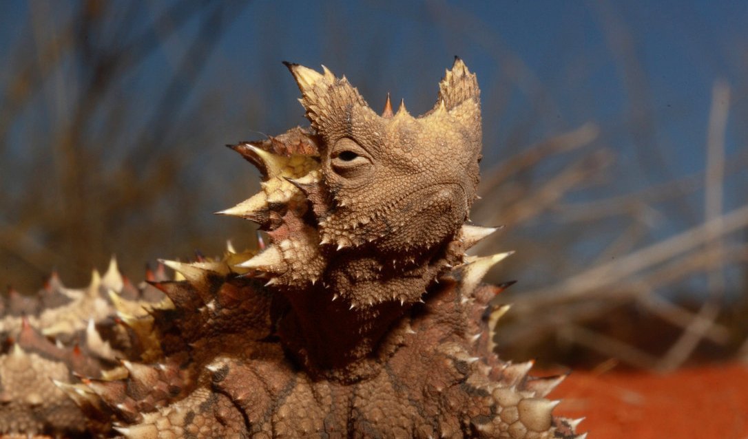 A thorny devil