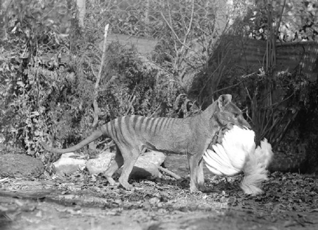 Thylacine hunted more like a cat than a dog - Australian Geographic