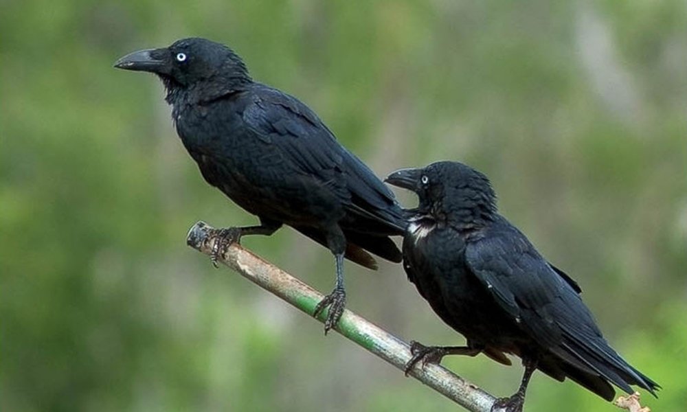 Urbanisation of crows a “significant moment” - Australian Geographic Urbanisation of crows a “significant moment” - Australian Geographic