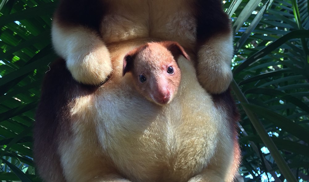 first tree kangaroo born