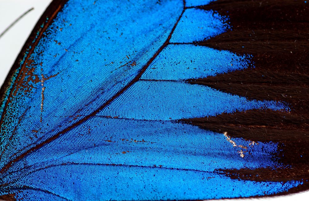 Upclose butterfly wings Australian Geographic