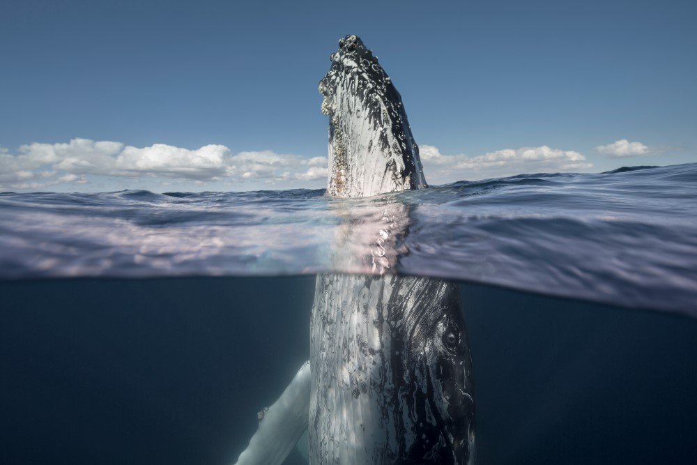 The photography award winners announced - Australian Geographic