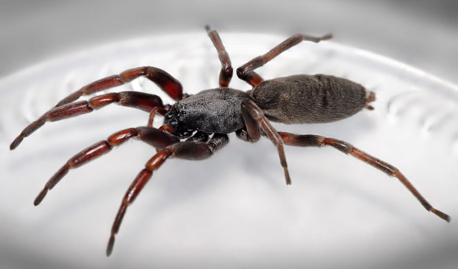 It's summer in Australia and that means spiders — some deadly — are  invading people's homes