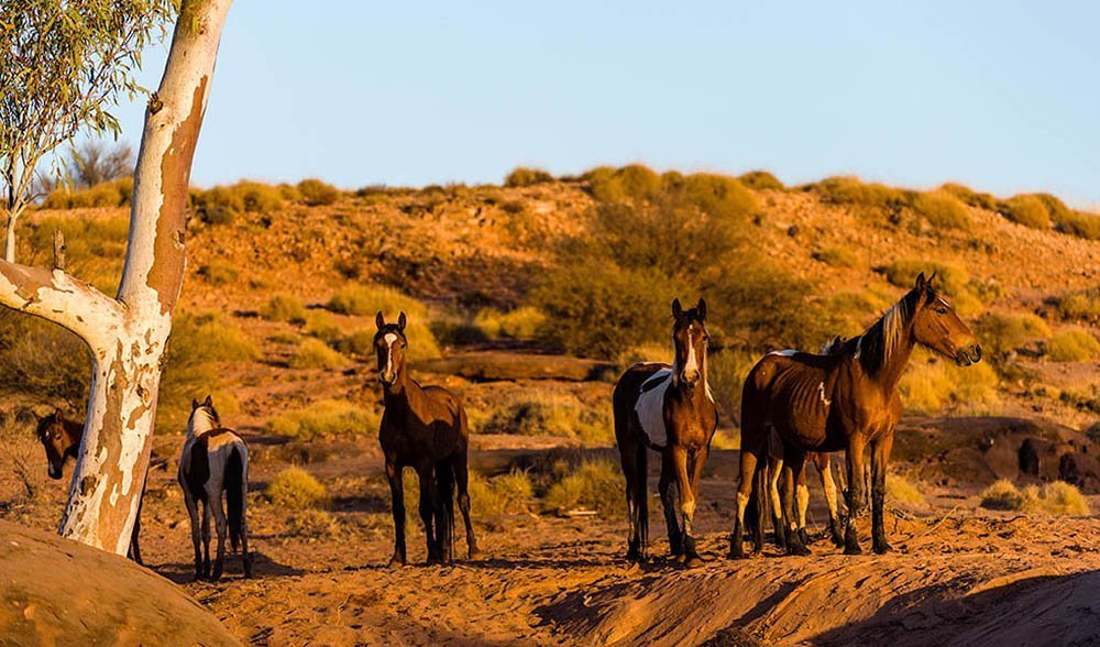 GALLERY Brumbies, Australia's wild horses Australian Geographic