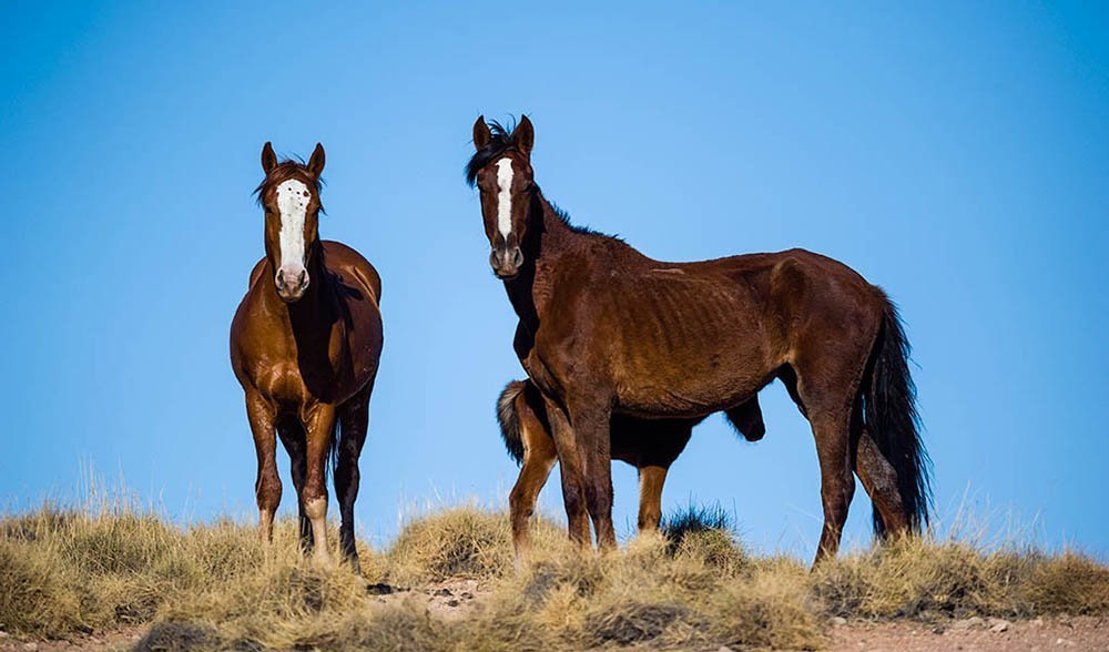 GALLERY Brumbies, Australia's wild horses Australian Geographic