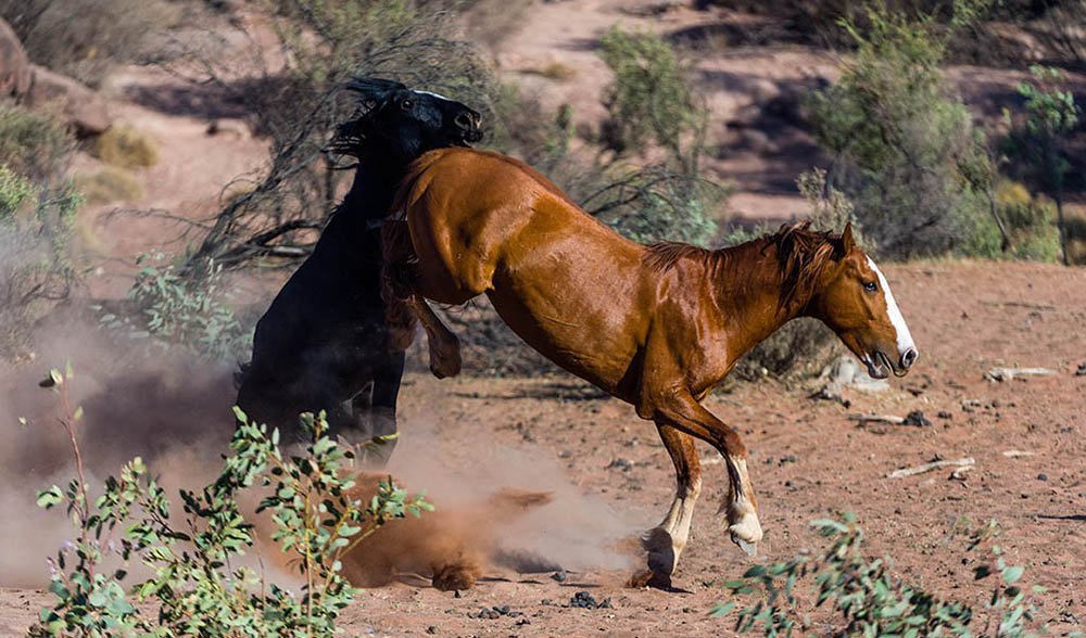 Gallery Brumbies Australia S Wild Horses Australian Geographic