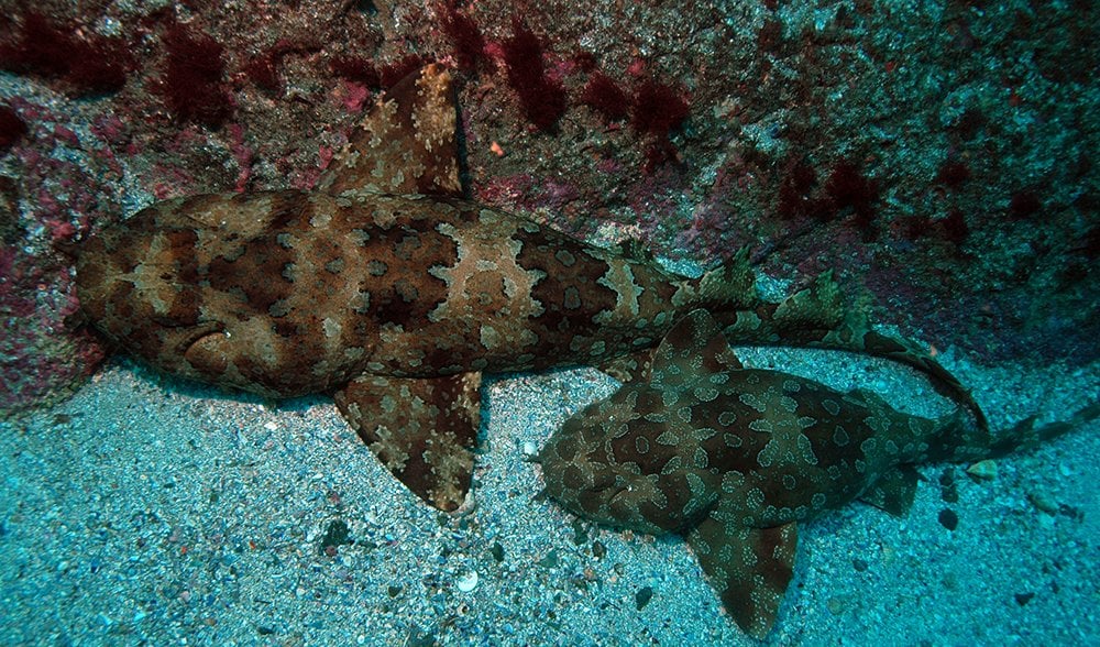 Wobbegong shop shark toy