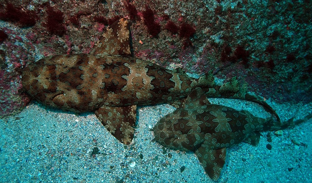 Wobbegongs have complex social than we thought - Australian