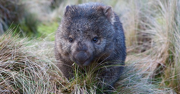 Working on the wombat - Australian Geographic