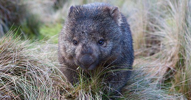Working on the wombat - Australian Geographic Working on the wombat - Australian Geographic