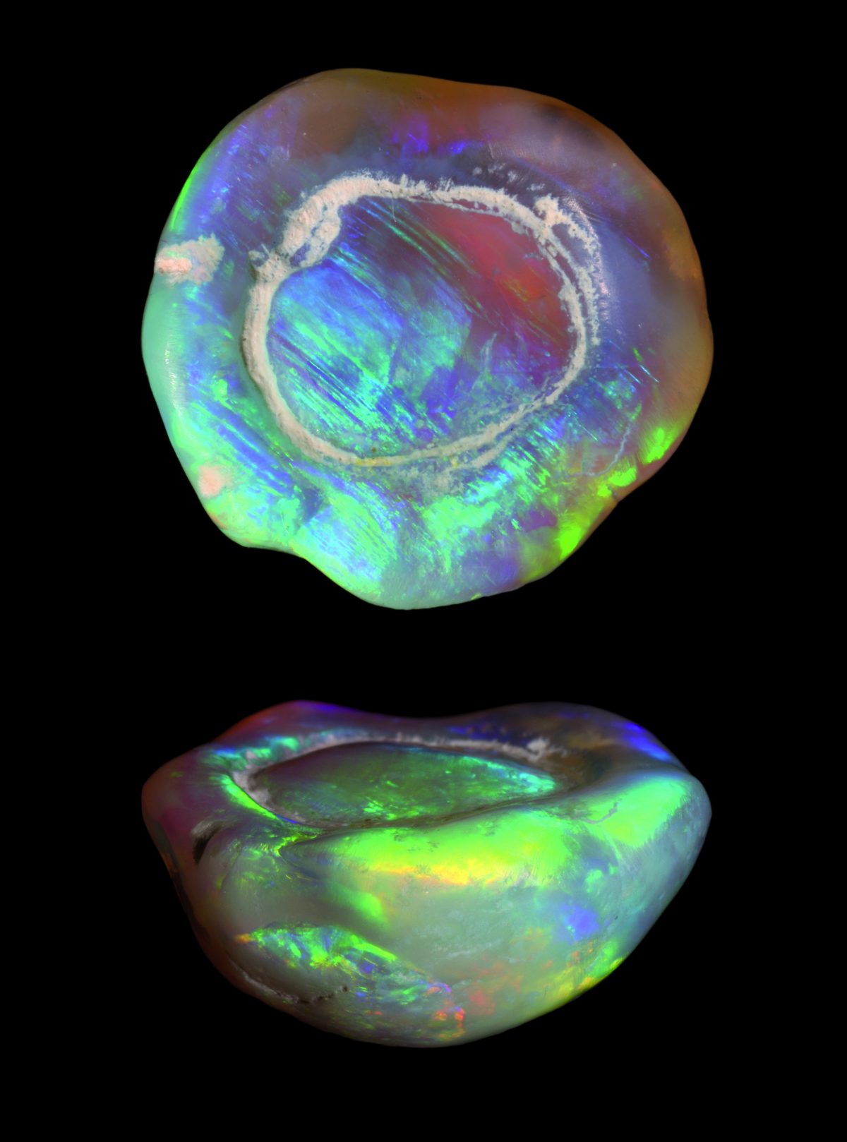 Lightning Ridge opalised fossils Australian Geographic