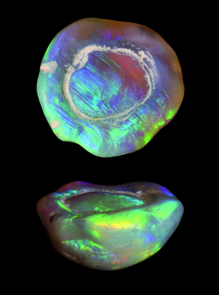 Lightning Ridge opalised fossils Australian Geographic