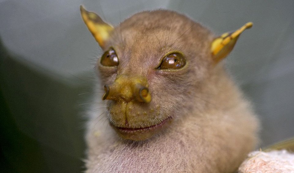 Australia's bizarre creatures - Australian Geographic Australia's bizarre creatures - Australian Geographic