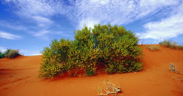 Can We Use Native Plants To Predict Floods Australian Geographic