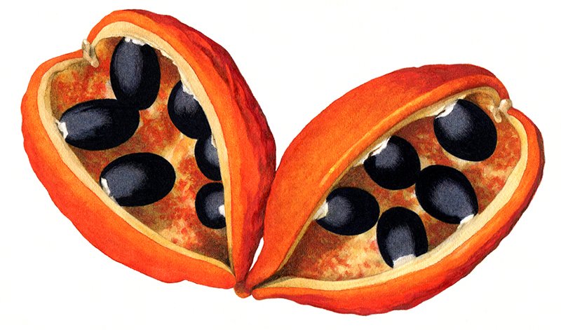 شجرة مع قرون الفاكهة البرتقالية الزاهية
