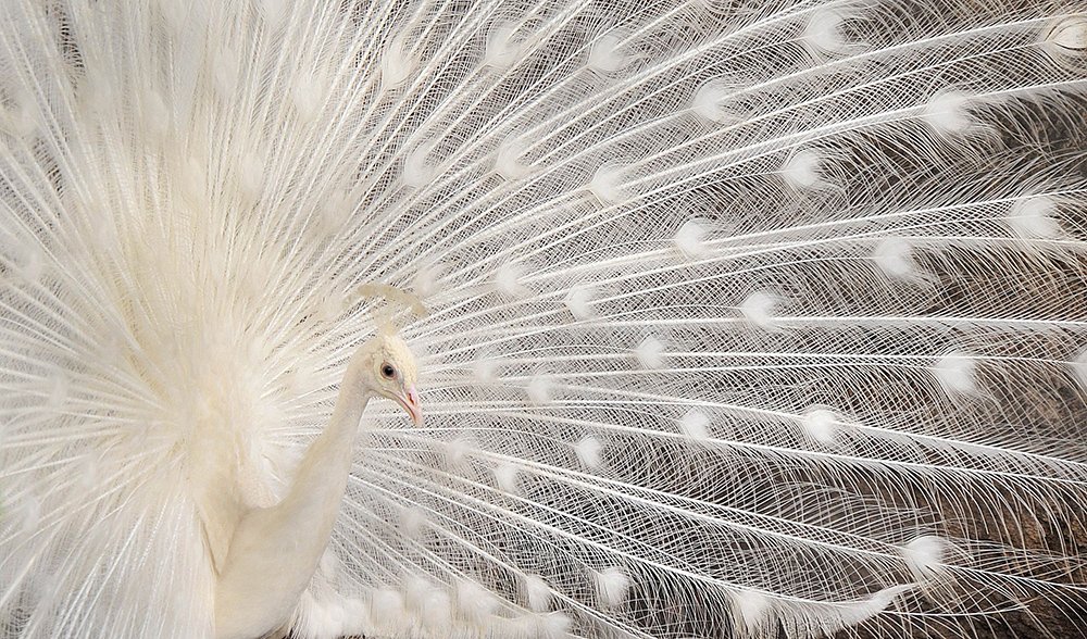 Gallery: Nature's white animals - Australian Geographic