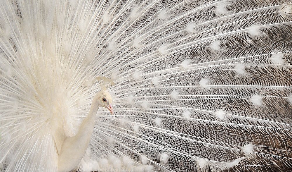 Gallery: Nature's white animals - Australian Geographic Gallery: Nature's white animals - Australian Geographic