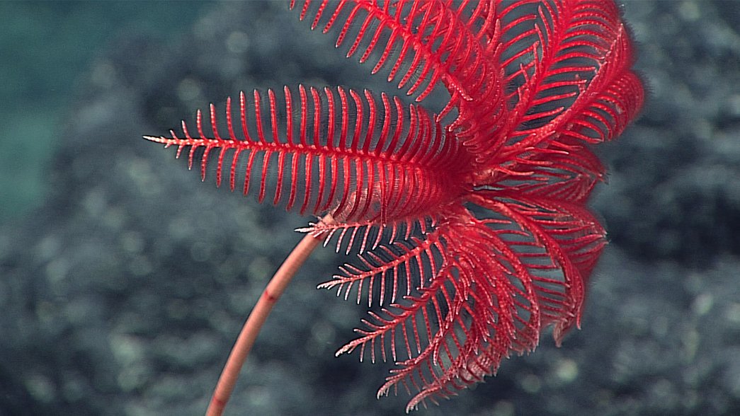 GALLERY: Best images from Marianas Trench expedition - Australian Geographic GALLERY: Best images from Marianas Trench expedition - Australian Geographic