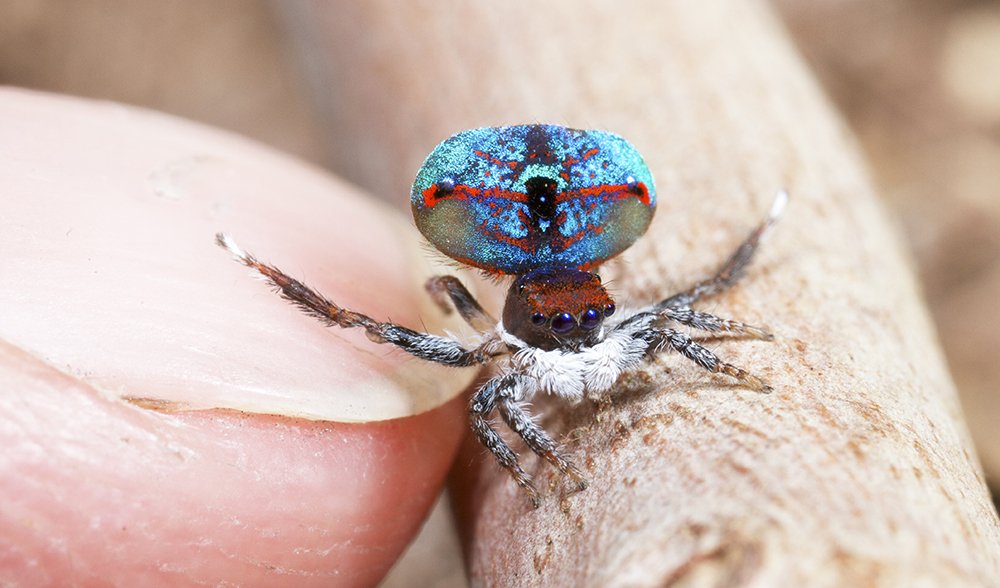 Dance of the tiny peacock - Australian