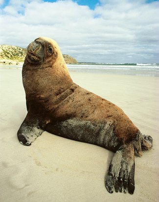 Sea Lion Poo Important For Ocean Health Australian Geographic [ 413 x 325 Pixel ]