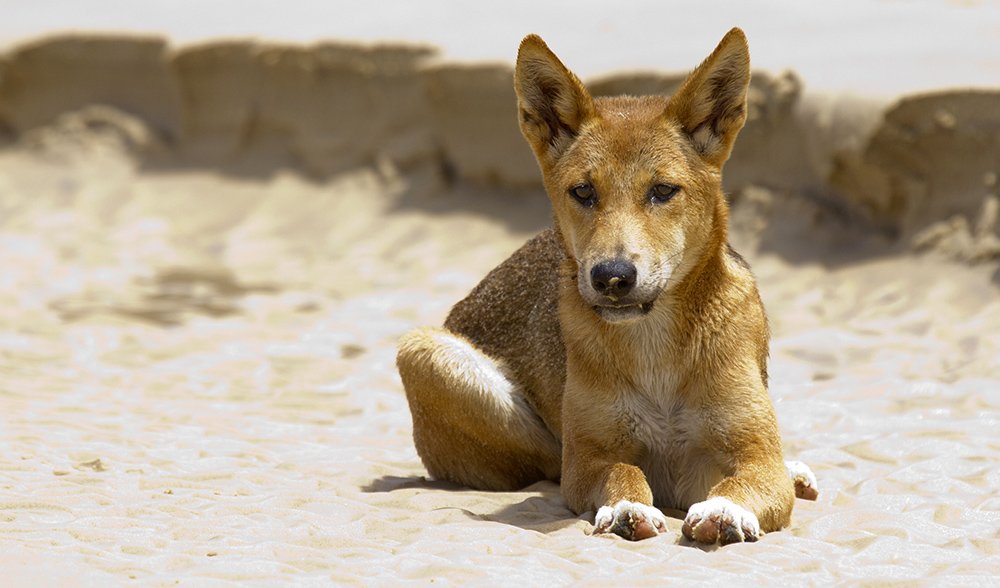 universitetsstuderende pessimistisk græs Dingo declared a separate species - Australian Geographic