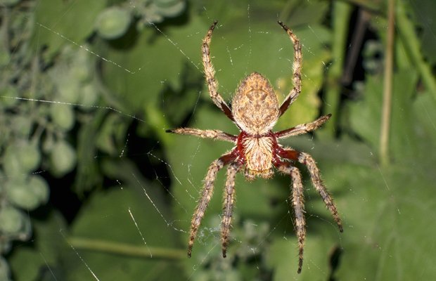 Why spiders don't stick to their webs - Australian Geographic