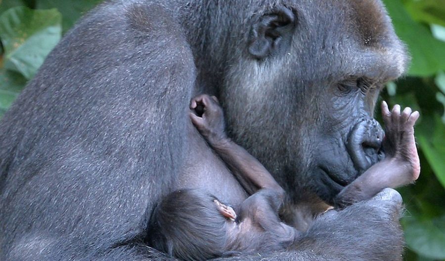 First glance at baby gorilla at Melbourne Zoo - Australian Geographic