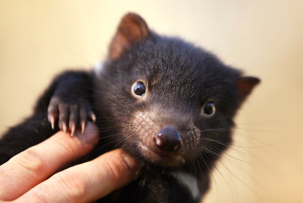 tasmanian devil newborn