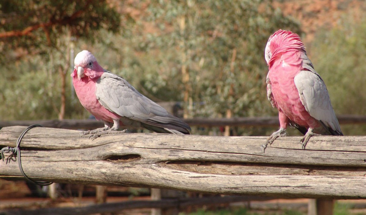 Tell Us About Your Backyard Bird Companion Australian Geographic