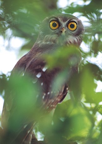 10 birds of prey to see in South Australia