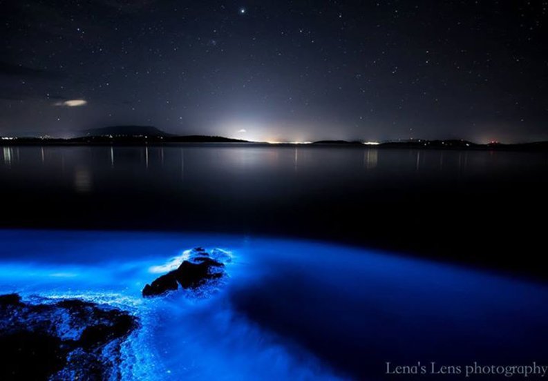 Bioluminescence: 'sea sparkles' light Tassie waters - Australian Geographic