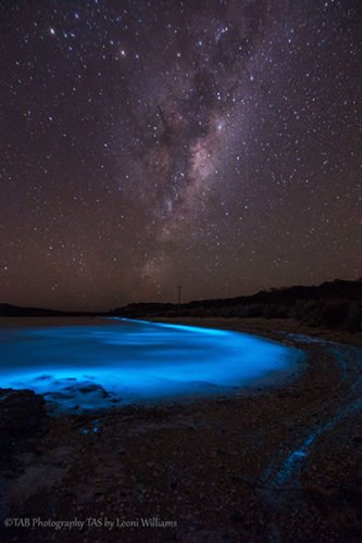 Bioluminescence: 'sea sparkles' light Tassie waters - Australian Geographic
