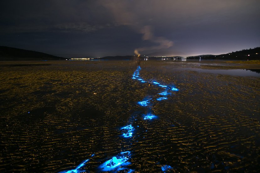 A story about the bioluminescent sea creature, Noctiluca.