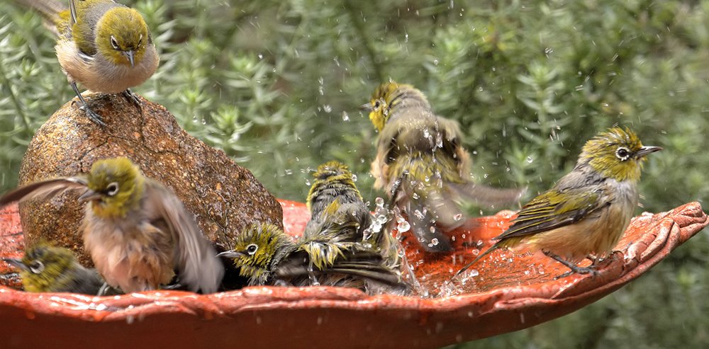 Nature Mates - Wild bird feeders in Australia